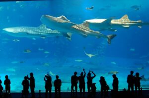 沖縄で平屋を1000万以下で実現する秘訣を解説【相場・費用の目安】