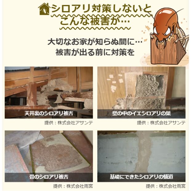 シロアリ被害