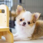 ヘーベルハウスでわんにゃんと暮らす家の間取りと見積もりのコツ