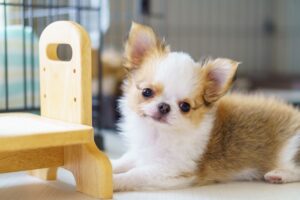 ヘーベルハウスでわんにゃんと暮らす家の間取りと見積もりのコツ