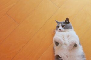 富士住建の床材の種類と選び方｜無垢床・複合フローリングの違い